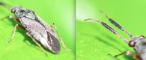 Heterocordylus sp.